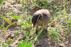 Emberiza capensis capensis
