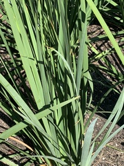 Eryngium yuccifolium
