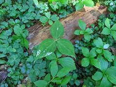 Trillium undulatum