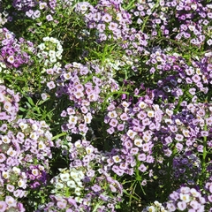 Lobularia maritima