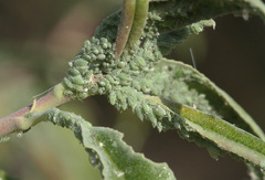 Hyalopterus amygdali