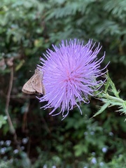 Cirsium altissimum