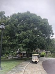 Zelkova schneideriana