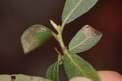 Caloptilia stigmatella
