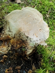 Russula brevipes