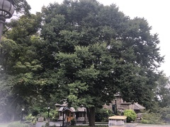 Zelkova schneideriana