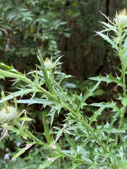 Cirsium altissimum