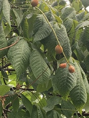 Aesculus flava