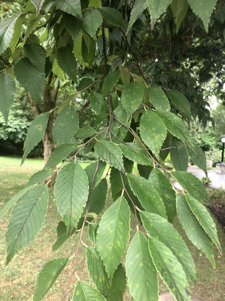 Schneider's zelkova