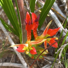 Babiana ringens australis