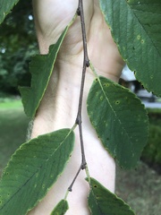 Zelkova schneideriana