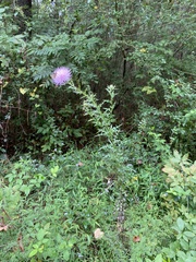 Cirsium altissimum