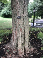 Zelkova schneideriana