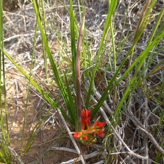 Babiana ringens australis