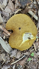 Suillus americanus