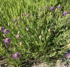 Astragalus laxmannii robustior