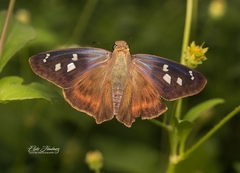 Polygonus savigny savigny