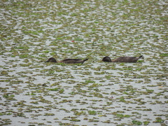 Amazonetta brasiliensis