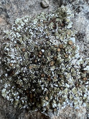 Squamarina cartilaginea