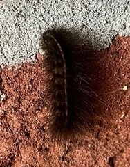 Erebidae