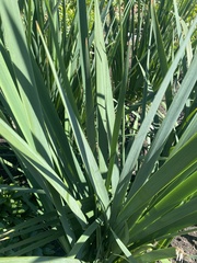 Dasylirion berlandieri