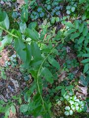 Vaccinium myrtilloides