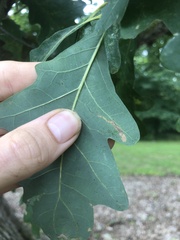 Agromyzidae