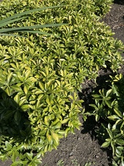 Pachysandra terminalis