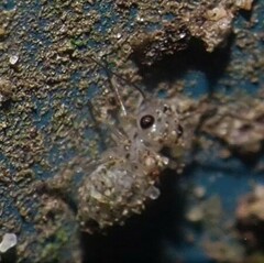 Psocidae