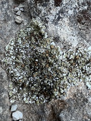 Squamarina cartilaginea