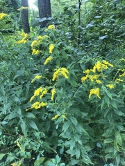 Solidago juncea