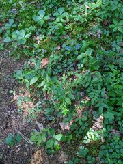 Vaccinium myrtilloides