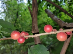 Disholcaspis globosa