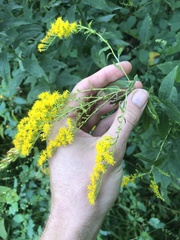 Solidago juncea