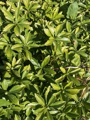 Pachysandra terminalis