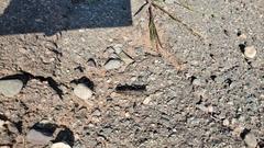 Trimerotropis verruculata