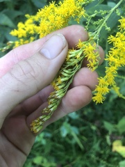 Solidago juncea