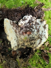 Russula brevipes