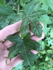 Phyllocnistis liquidambarisella