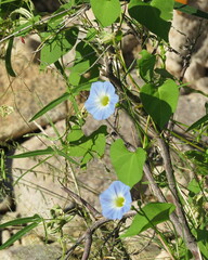 Ipomoea cardiophylla