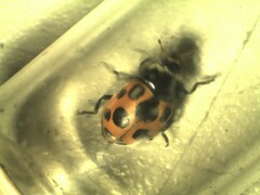 Ceratomegilla notata