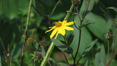 Helianthus pauciflorus