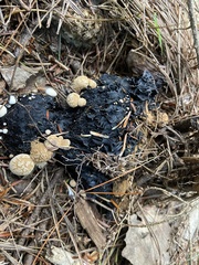 Asterophora lycoperdoides