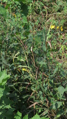 Helianthus pauciflorus