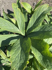 Phytomyza spondylii group