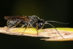 Ascogaster