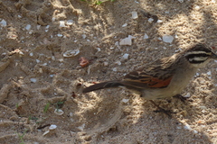 Emberiza capensis capensis