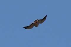 Geranoaetus polyosoma