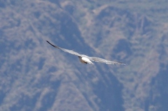 Geranoaetus polyosoma