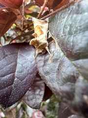 Autographa pasiphaeia